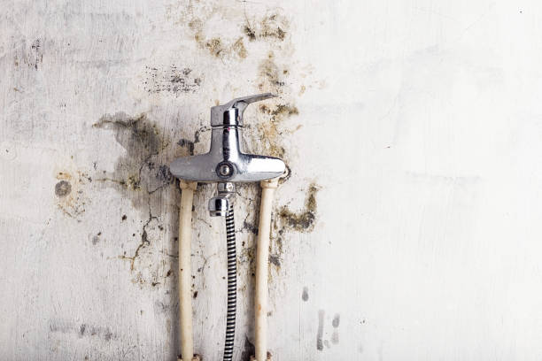 Best Mold Remediation  in Pennington Gap, VA