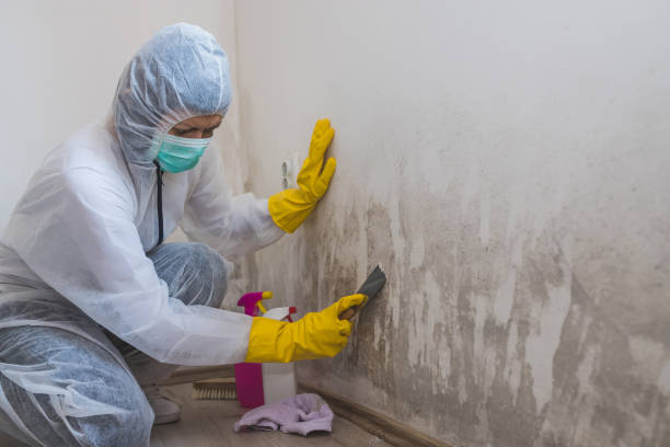 Best Mold Damage Repair  in Pennington Gap, VA