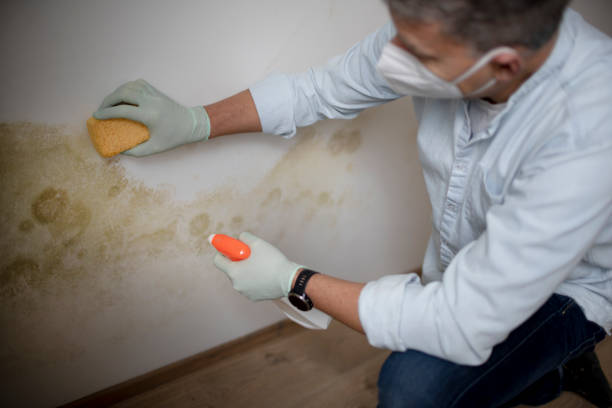 Best Mold Cleaning Services  in Pennington Gap, VA
