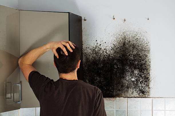 Best Mold Removal Company Near Me  in Pennington Gap, VA