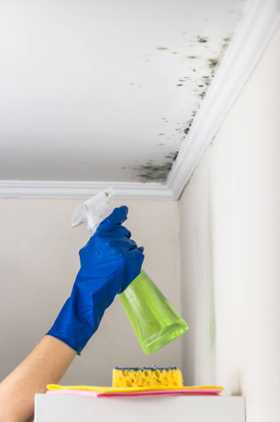 Best Emergency Mold Removal  in Pennington Gap, VA