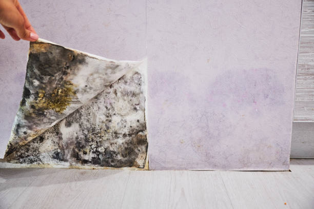 Best Toxic Mold Removal  in Pennington Gap, VA